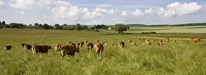 Plans: Herd of Cows pre Limousines France