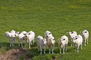 Charollais: Herd of Cows race Charolaise Charolais France