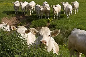 Quest: Herd of Cows race Charolaise Charolais France