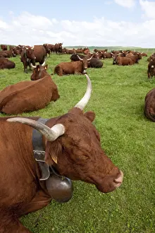Cantal: Herd of Cows Salers Park in Cantal France