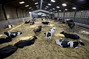 Stalls: Herd of Cows in stalls on the clean straw