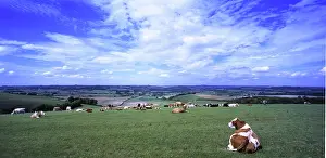 Beef: Herd of cows in Wiltshire, UK