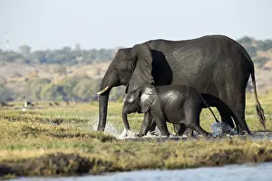 150818: Herd of elephants crossing the river - Botswana, Africa
