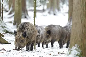 Boars: Herd of Eurasian wild boars (Sus scrofa) walking