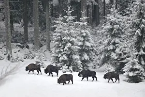 Vision: Herd of European Bison (Bison bonasus) in snow