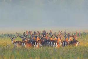 Dama: Herd of Fallow Deers (Cervus dama) on misty morning