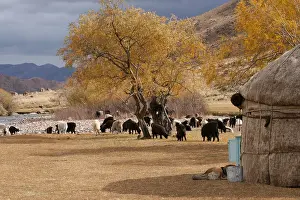 Tents: Herd of goats in the camp of yurts Kyrgyzstan
