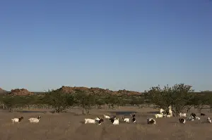 Landforms: Herd of Goats Damaraland Namibia