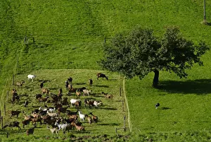 Ballons: Herd of Goats with a dog in a meadow Breitenbach