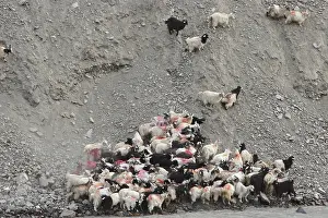 Vale: Herd of goats down a mountain Zanskar India