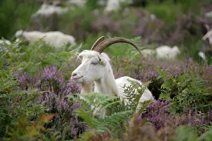 Heide: Herd of goats, Naturschutzgebiet Wahner Heide nature
