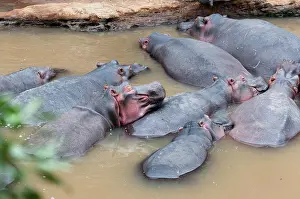 Hippopotamuses: Herd of Hippopotamuses, (Hippopotamus amphibius)