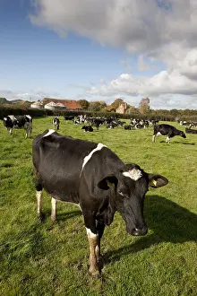 Prim: Herd of Holstein cows in the meadow United Kingdom