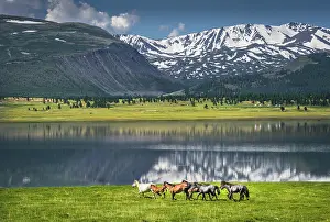Bayan: Herd of horses running at the lake, Altai Mountains