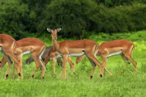 Kasane: Herd of Impala (Aepyceros melampus melampus)