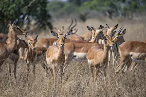 Tall: Herd of impala (Aepyceros melampus) in tall grass