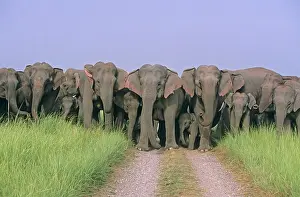 Blocking: Herd of Indian / Asian Elephants blocking the track