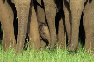 Guarding: Herd of Indian / Asian Elephants - guarding calf