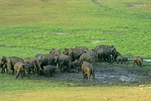 Wallowing: Herd of Indian / Asian Elephants mud-wallowing