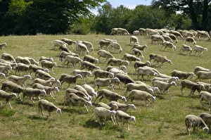 Ruminating: Herd Lacaune sheeps grazing in Aveyron