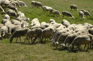 Ruminating: Herd Lacaune sheeps grazing in Aveyron