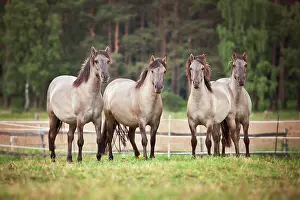 Mares: Herd of mares, Konik or Polish wild horses