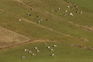 Doubs: Herd of Montbeliarde cows in meadow in autumn Jura France