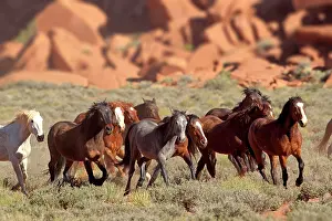 Gallop: Herd of mustangs, Monument Valley, Utah, United