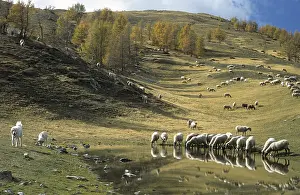 Drunk: Herd in the pastures of the Mairis Mercantour NP France
