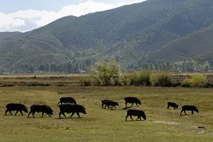 Mosha: Herd of pigs in Yunnan China