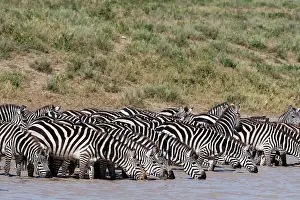 Migrating: A herd of plains zebras, Equus quagga, drinking