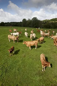 Galiza: Herd of Red Cows in a meadow Galicia Spain