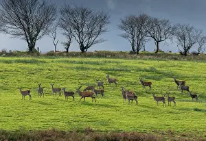 Hedges: Herd of Red Deer, Cervus elaphus, at rutting tim