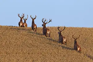 Damage: Herd of red deer (Cervus elaphus) stags traversing