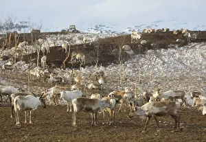 300517: Herd of reindeer (Rangifer tarandus) on a hill in