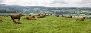 Plans: Herd of Salers cow in a meadow Cantal France