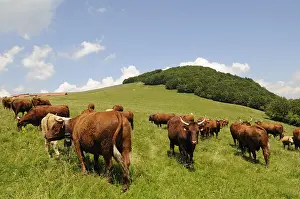 Quest: Herd of Salers Cows grazing on the Ballon d'Alsace