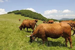 Quest: Herd of Salers Cows grazing on the Ballon d'Alsace