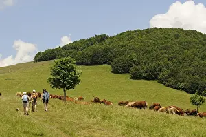 Landforms: Herd of Salers Cows and hikers on the Ballon d'Alsace