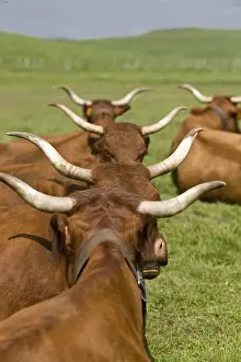Cantal: Herd of Salers cows in the meadow in the Cantal