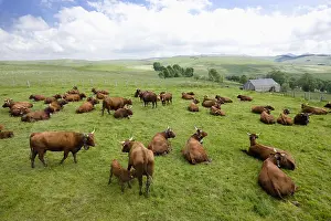 Cantal: Herd of Salers cows in the meadow in the Cantal