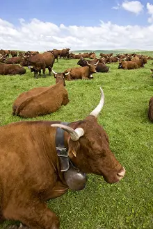 Cantal: Herd of Salers cows in the meadow in the Cantal