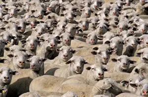 Crowded: Sheep