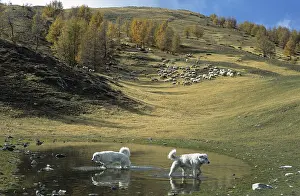 Backwaters: Herd of sheep in autumn PN Mercantour France