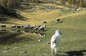 Drunk: Herd of sheep in autumn PN Mercantour France