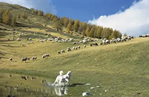 Mercantour: Herd of sheep in autumn PN Mercantour France