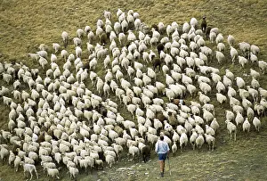 Shepherdess: Herd of sheep in autumn PN Mercantour France