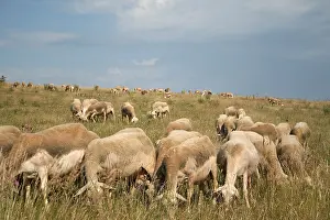 Lozere: Herd of Sheep on the Causse in Lozere