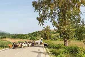 Dangers: Herd of sheep on a country road, Vlora, Albania