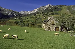 Atlantiques: Herd of sheep in Lescun Aspe valley